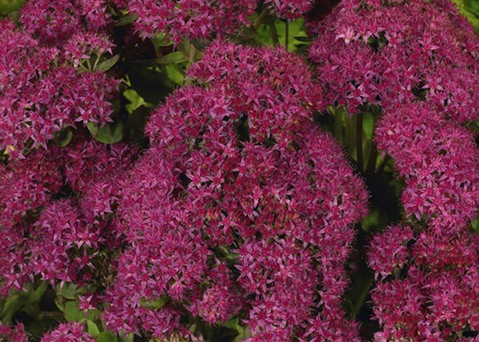 Sedum Carl