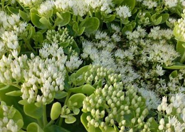 Sedum Spectabile Iceberg