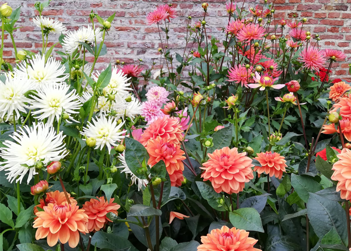 Tuin Keukenhof