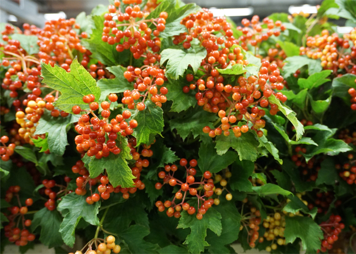 Viburnum red berry