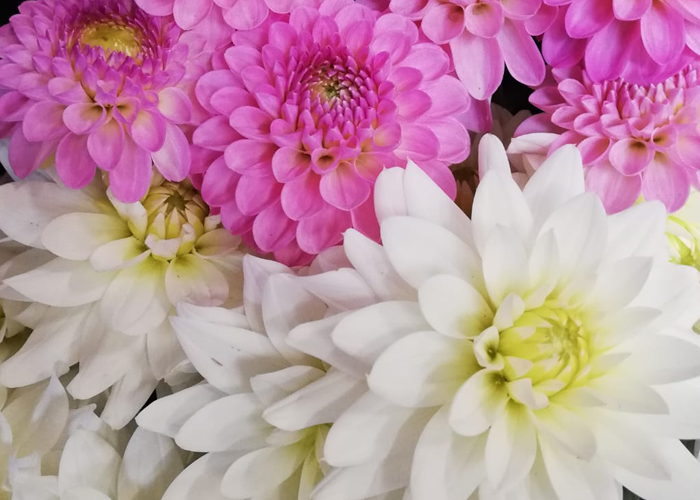 Dahlia inspiration