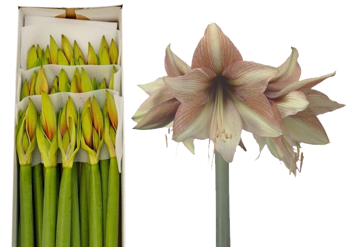 Amaryllis Mocca