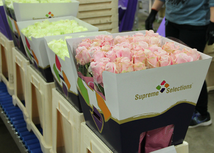 Arend Roses - Supreme Selections