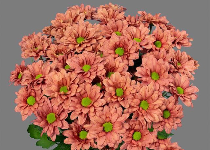 Chrysanthemum Memphis Autumn