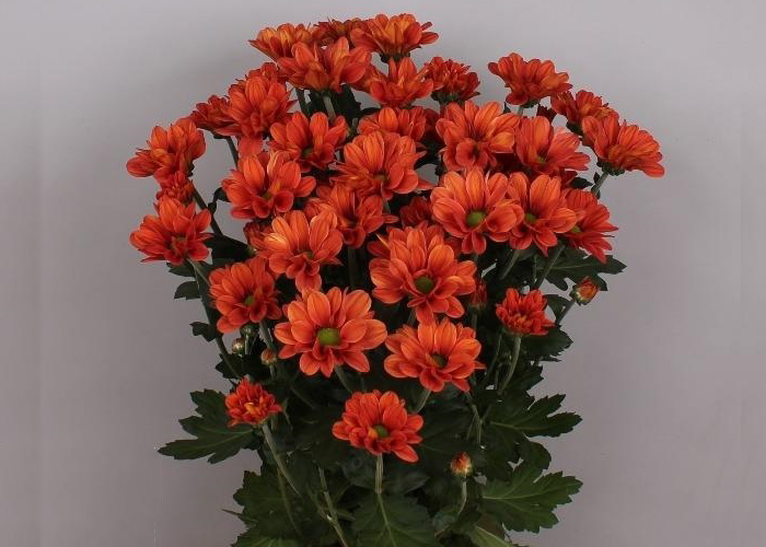 Chrysanthemum Varese