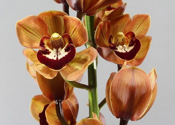 Cymbidium King Alex