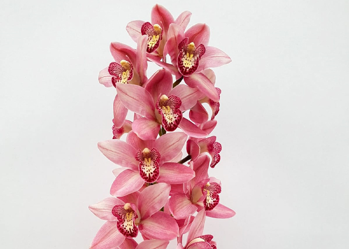 Cymbidium Unique Ballerina