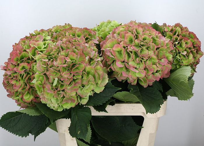 Hydrangea Verena Green/Red (classic)