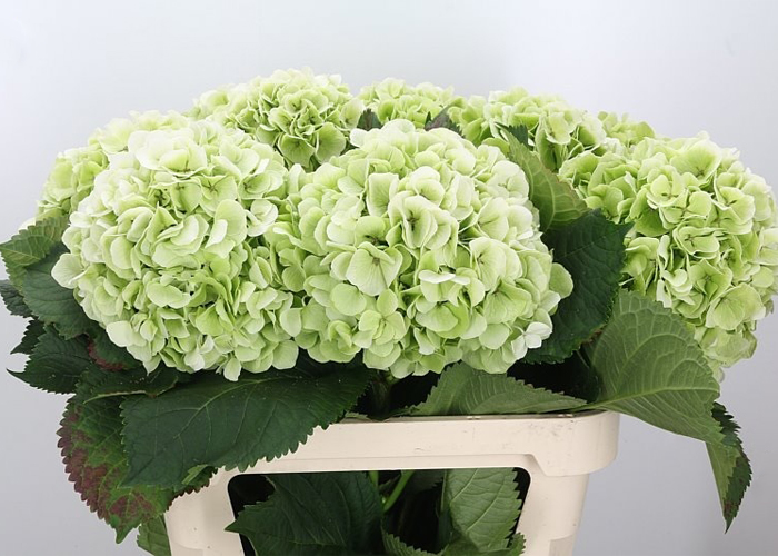 Hydrangea White Verena (classic)