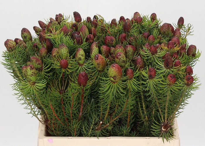 Leucadendron Comosum Capegreen