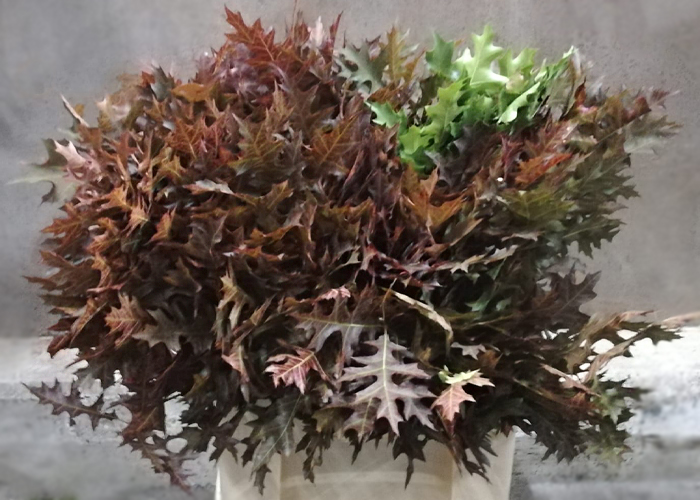 Oakleaves F.Palustris red dyed