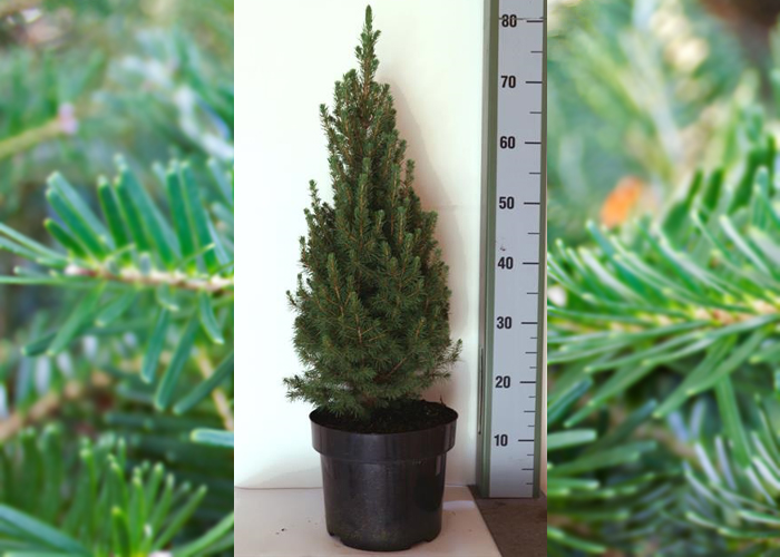 Picea glauca Conica