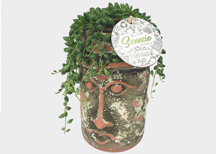 Senecio herreianus in Maya jar