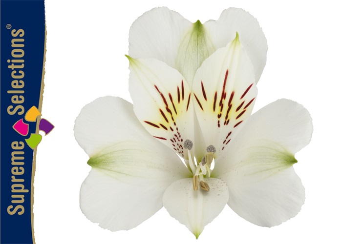 Lexclusive - Hilverda De Boer | THE newsletter with flowers and plants  Hilverda De Boer