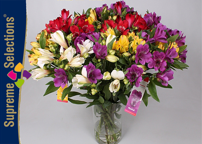 Alstroemeria Mixed in Fust