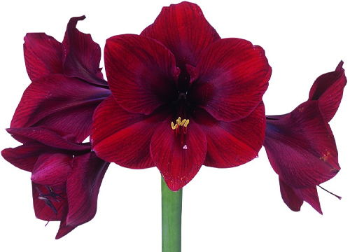 Amaryllis Britney