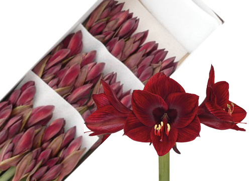 Amaryllis Lilliput