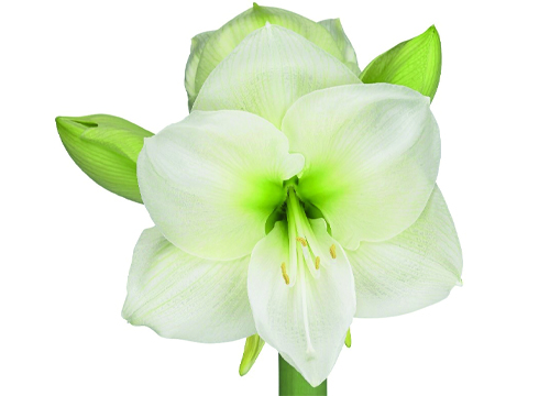 Amaryllis White Sensation