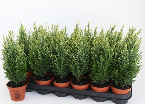 Chamaecyparis Lawsoniana Snow White