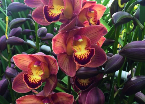 Cymbidium Australian Price