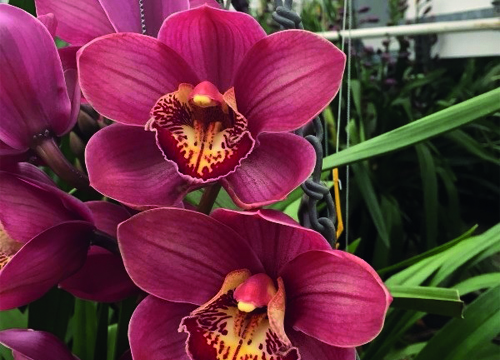 Cymbidium Evie