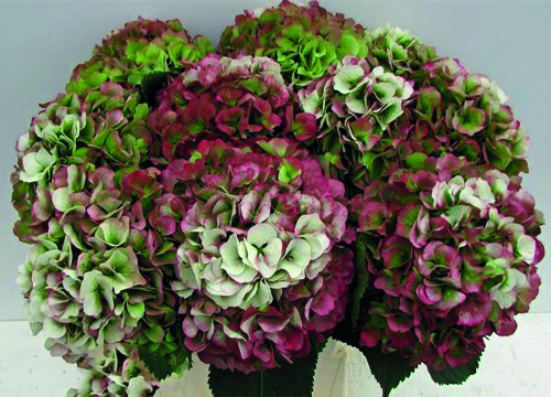 Hydrangea Verena Classic Tricolore Pink