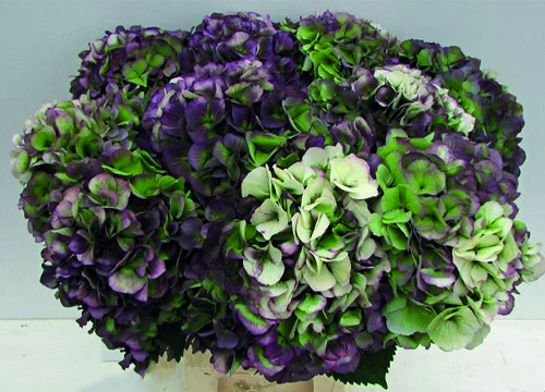 Hydrangea Verena Classic Tricolore (purple, green, white)