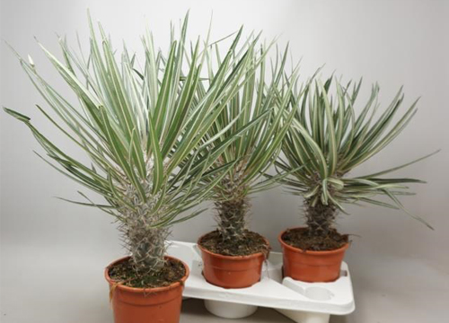 Pachypodium Lamerei