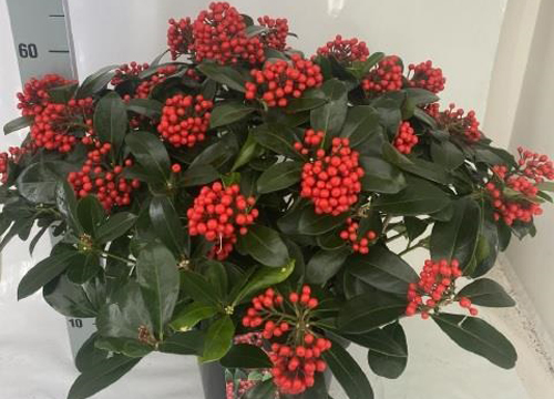 Skimmia japonica Veitchii