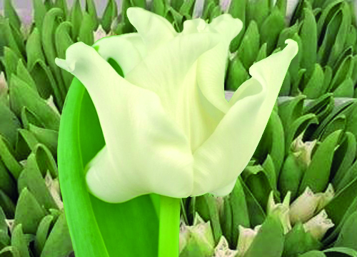 Tulips White Liberstar