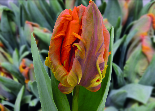 Tulips pa Irene Parrot