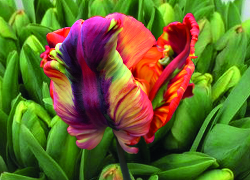 Tulips pa Rainbow Parrot