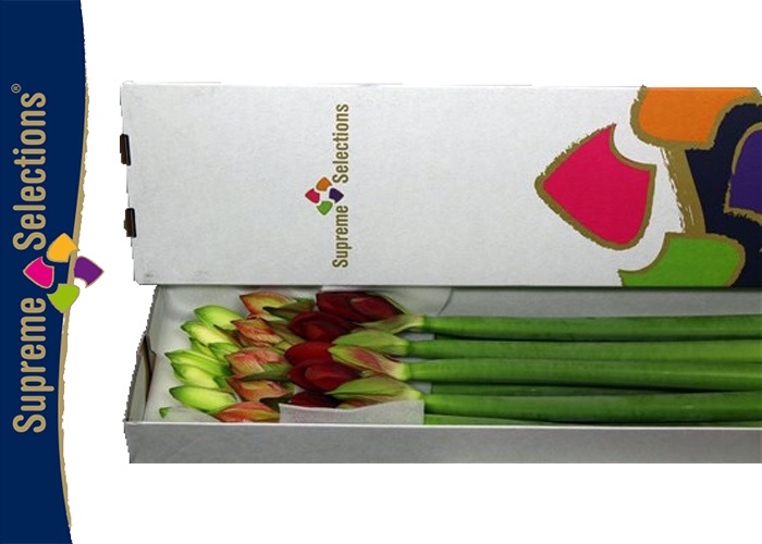 Amaryllis Assorted 3 colours x15