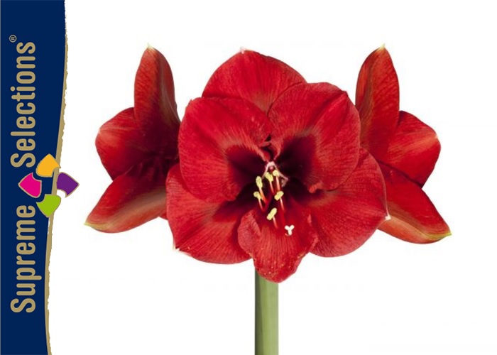 Amaryllis Ferrari x12 and x15