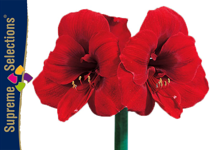 Amaryllis Red Lion x15