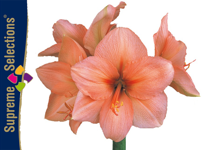 Amaryllis Rilona x12 and x15