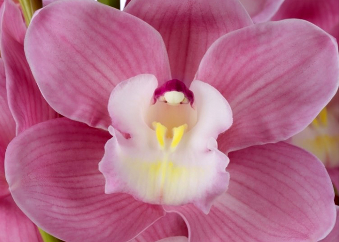 Cymbidium Marita