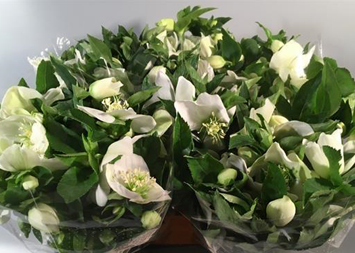 Helleborus Queens White