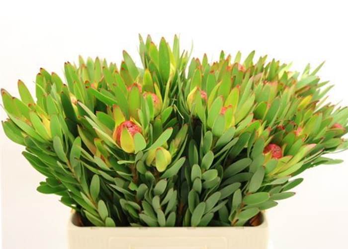 Leucadendron Ayoba Sky