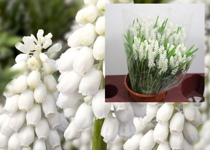 Muscari White