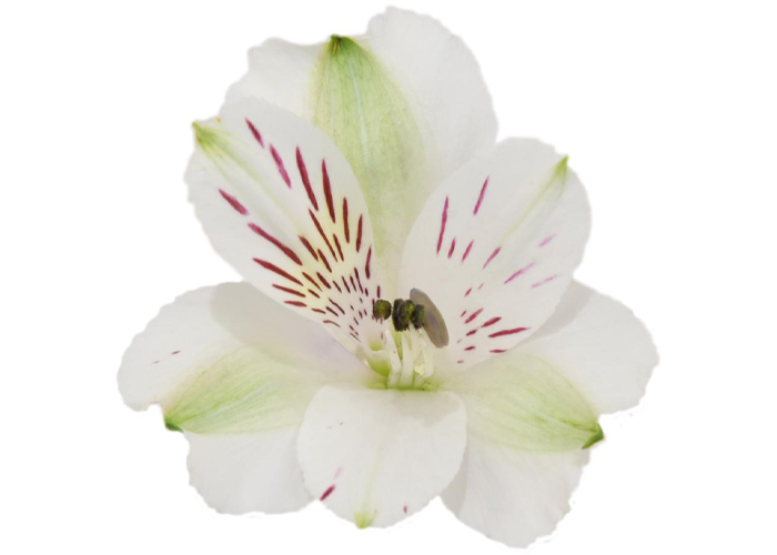 Alstroemeria Virginia