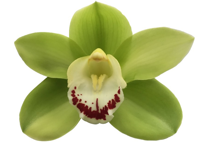 Cymbidium Apple Green