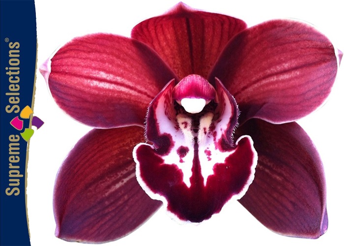 Cymbidium Dark Night