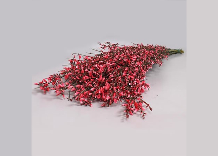 Genista Red