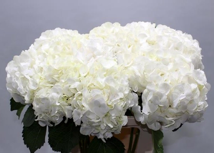 Hydrangea Bianca White