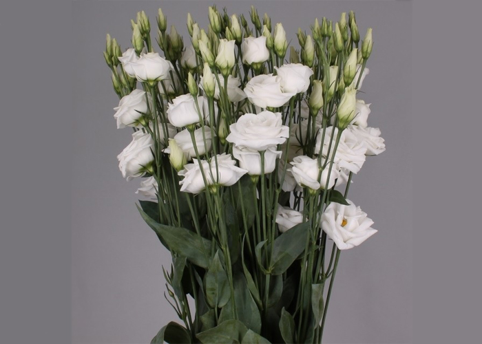 Lisianthus double white