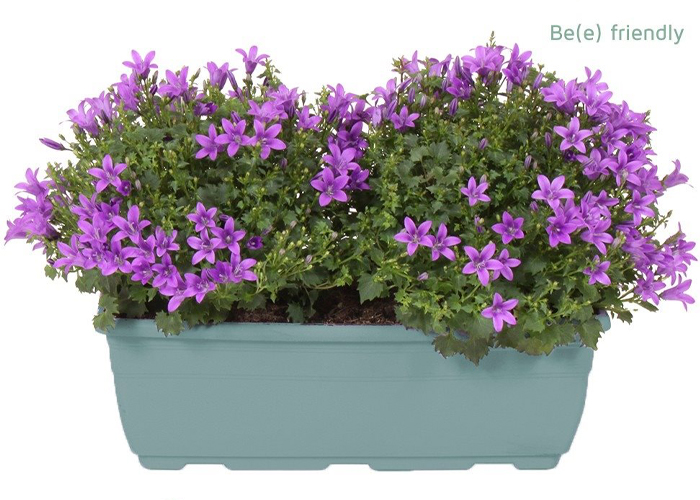 Campanula (CAMOV) b