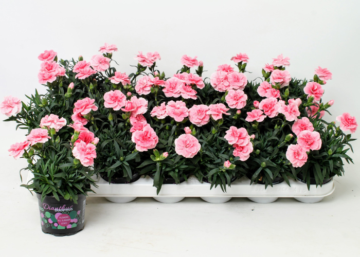 Dianthus Oscar Pink (DIANOSRZ) b