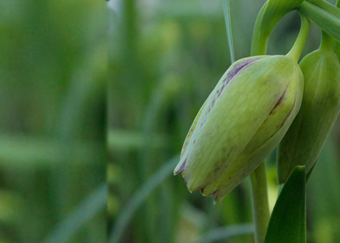 Fritillaria Hermonus Amana