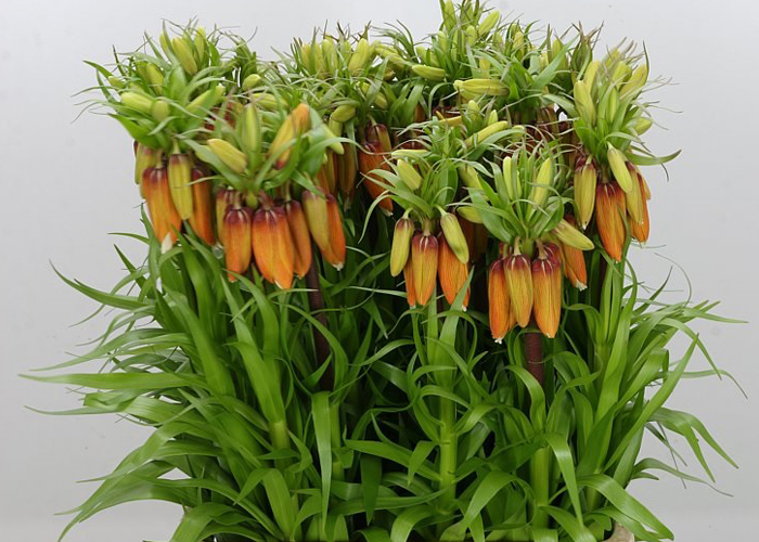 Fritillaria Imperialis Orange Sweet